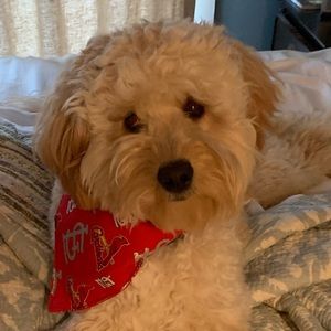 Meet your Posher, Dawn